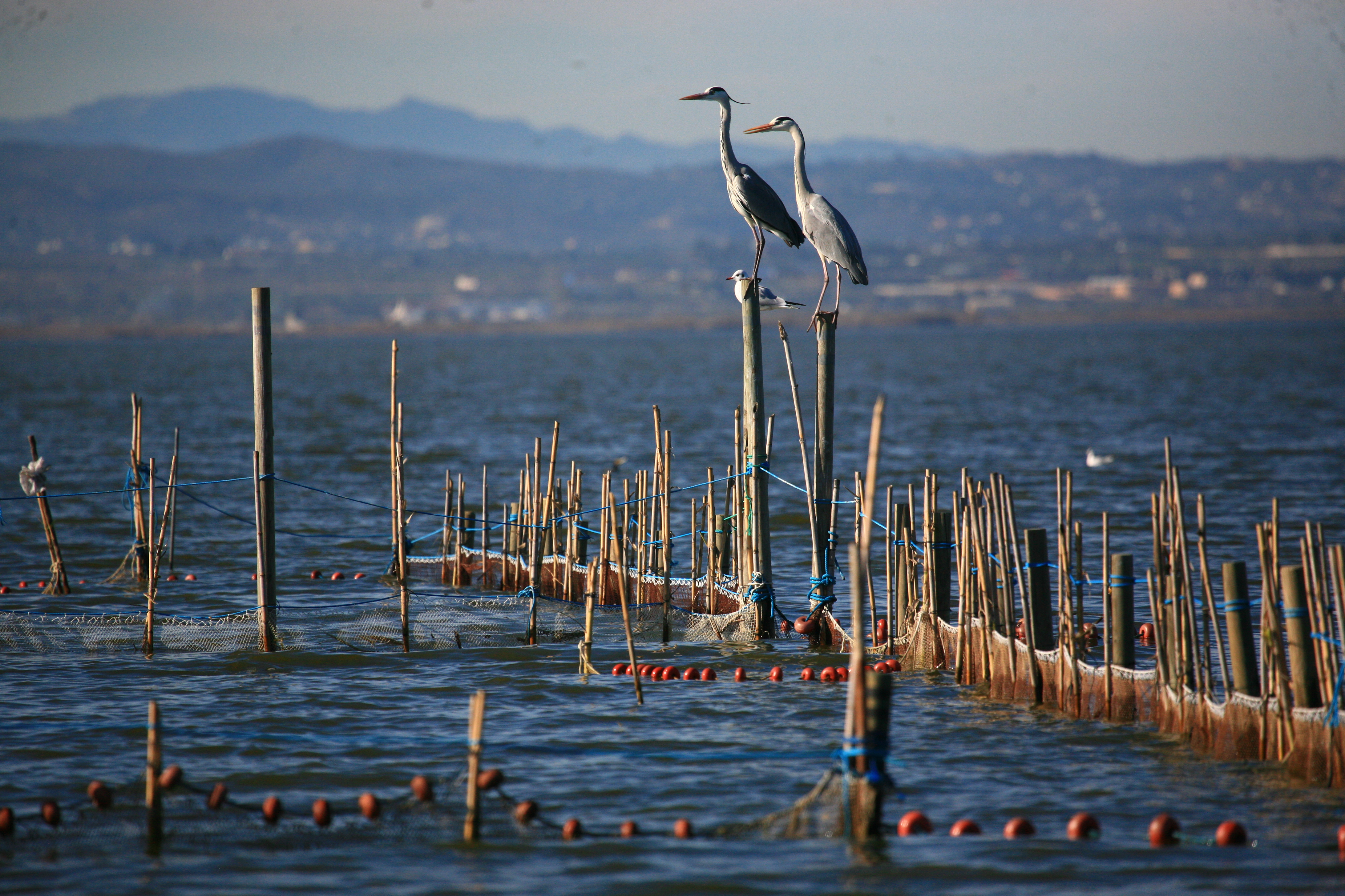 L’Albufera. Sistema de pesca tradicional (redolín)